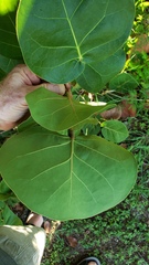 Coccoloba uvifera