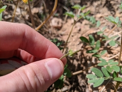 Kallstroemia parviflora