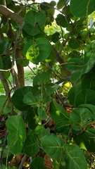 Coccoloba uvifera