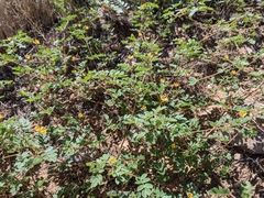 Kallstroemia parviflora