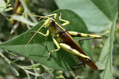 Schistocerca obscura