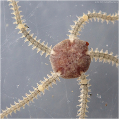 Amphipholis squamata