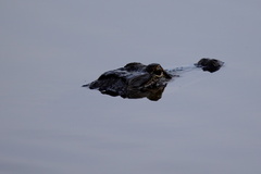 Alligator mississippiensis