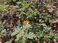 Kallstroemia parviflora