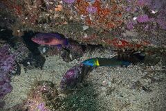 Thalassoma newtoni