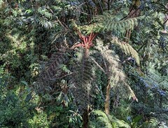 Cyathea australis