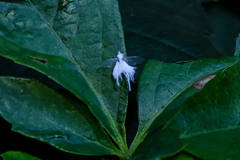 Prociphilus tessellatus