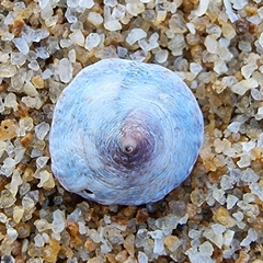 Desmaulus extinctorium