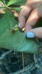 Micrathena sagittata