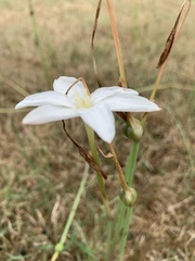 Zephyranthes