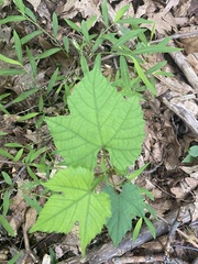 Vitis aestivalis