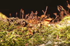 Tortula muralis muralis