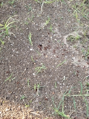 Pogonomyrmex barbatus