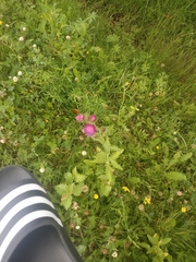 Cirsium heterophyllum