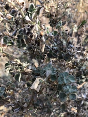 Barleria heterotricha