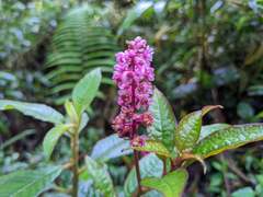 Phytolacca rugosa