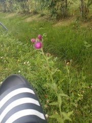 Cirsium heterophyllum