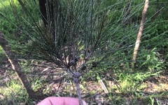Casuarina cunninghamiana