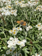 Tharsalea dorcas sangremar