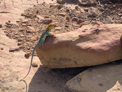 Crotaphytus collaris