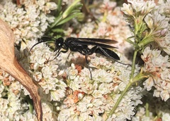 Sphex
