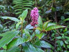Phytolacca rugosa