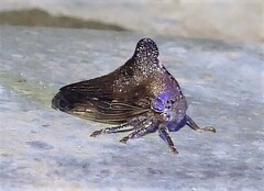Telamona monticola