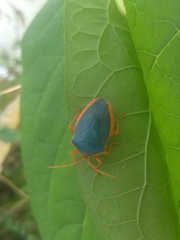 Edessa rufomarginata