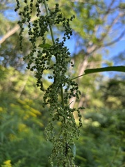 Urtica gracilis