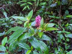 Phytolacca rugosa