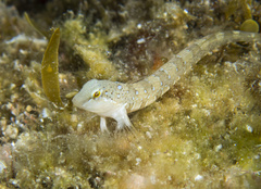 Microlipophrys dalmatinus