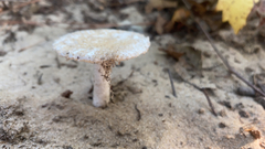Lactarius pubescens