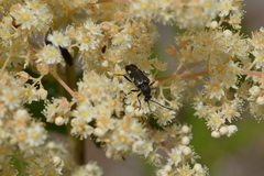 Toxoleptura vexatrix