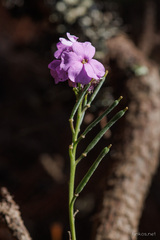 Erysimum virescens