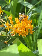 Apis mellifera
