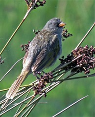 Embernagra platensis