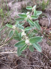 Euphorbiaceae