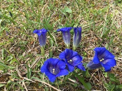 Gentiana clusii