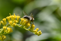 Anthophila
