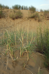 Leymus racemosus
