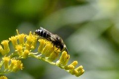 Anthophila