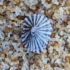 Siphonaria guamensis