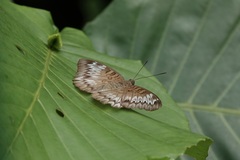 Euthalia monina