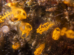 Pycnoclavella