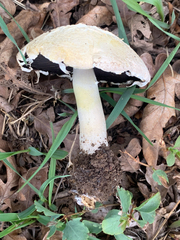 Agaricus