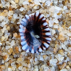 Siphonaria guamensis