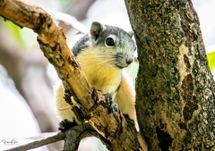 Callosciurus finlaysonii