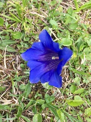 Gentiana clusii