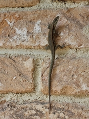 Podarcis muralis