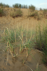 Leymus racemosus